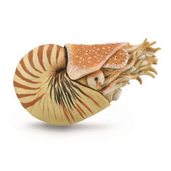 Figurina pictata manual Nautilus Pompilius la reducere