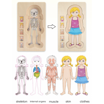 Joc din lemn Anatomia corpului uman - fata