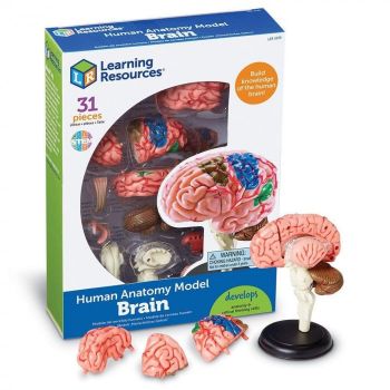 Macheta creierul uman, Learning Resources, 8-9 ani +