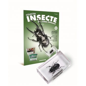 Colectia Insecte din lumea ntreaga - Nr. 04: Radasca fantoma, DeAgostini, 12 ani +