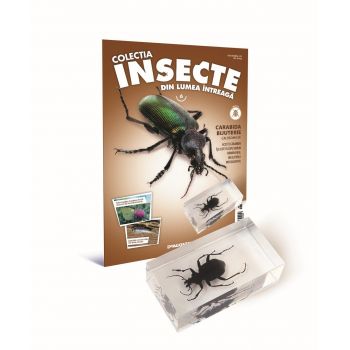 Colectia Insecte din lumea ntreaga - Nr. 06: Carabida bijuterie, DeAgostini, 6-7 ani +