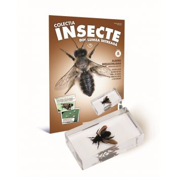 Colectia Insecte din lumea ȋntreaga - Nr. 10: Albina Megachilidae, DeAgostini, 6-7 ani +