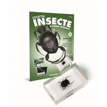 Colectia Insecte din lumea ȋntreaga - Nr. 13: Scarabeul Sisif, DeAgostini, 6-7 ani +