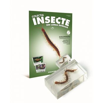 Colectia Insecte din lumea ntreaga - Nr. 14: Scolopendra, DeAgostini, 6-7 ani +
