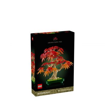 Japanese maple tree 10348